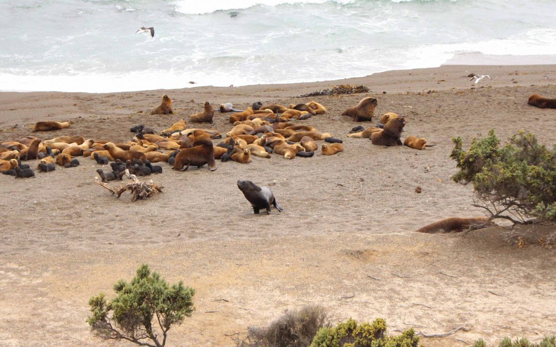 Puerto Madryn : en route vers la Patagonie !