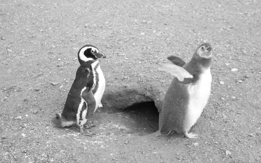 Punta Arenas y los Pingüinos