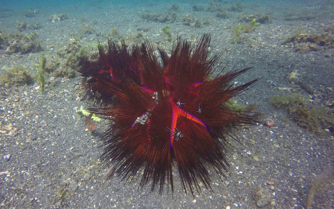 Lembeh : monstres & compagnie