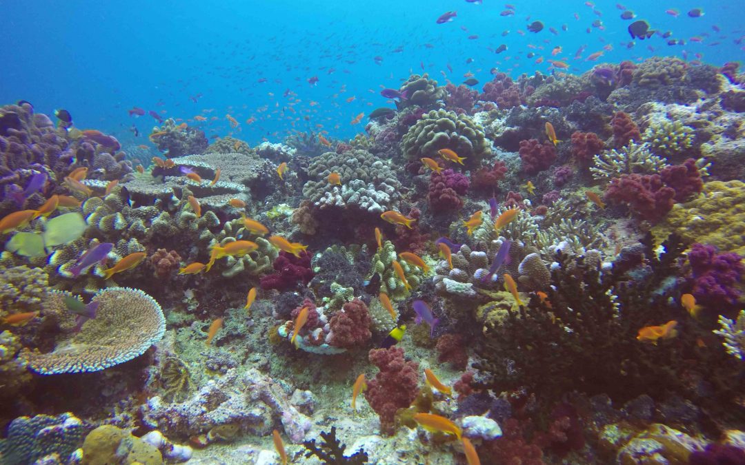 Dolphin Bay : Rainbow reef