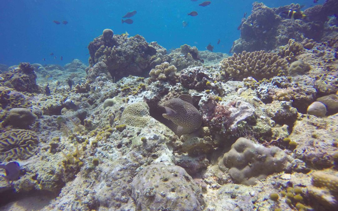 Bunaken : la tête sous l&rsquo;eau