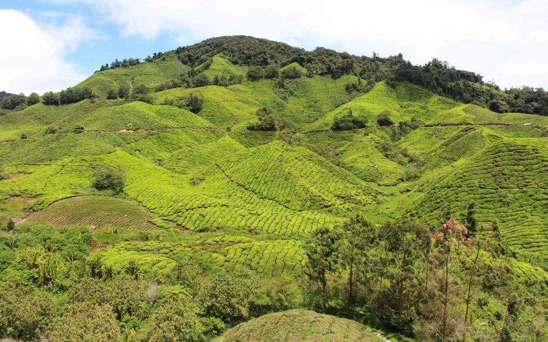 Cameron Highlands : changement de décor