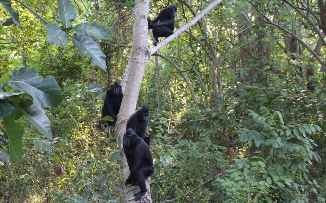 Tangkoko : le livre de la jungle
